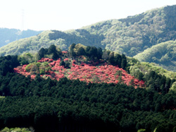 金尾要害山城跡