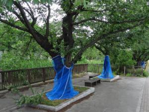 クビアカツヤカミキリが寄生した樹木に防鳥ネットを巻いた写真