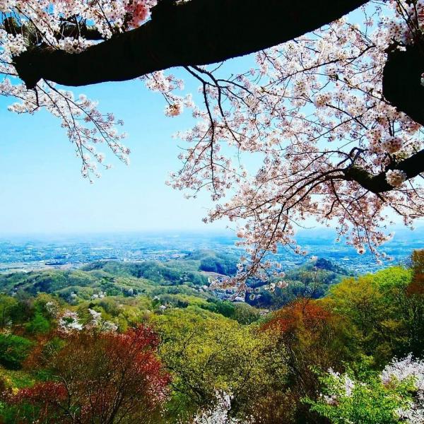 銀賞　鐘撞堂山の春