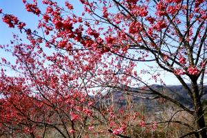 寒緋桜の画像１