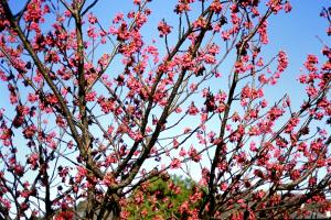 寒緋桜の画像２