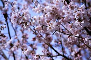 大箱根桜の画像１