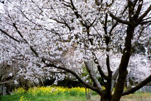 大箱根桜の画像２