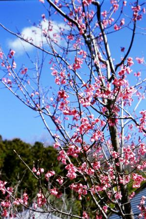 ヒマラヤ緋桜の画像１