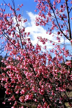 ヒマラヤ緋桜の画像２