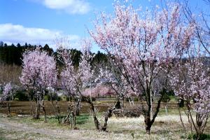 啓翁桜の画像