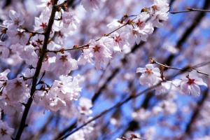 子彼岸桜の画像