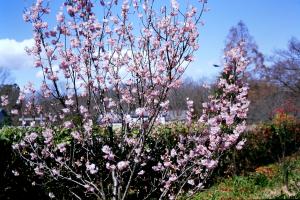 大寒桜・安行寒桜の画像