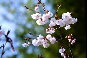 熊谷桜の画像