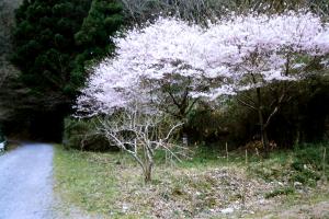 神代曙の画像３