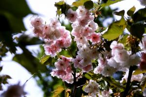 奈良の八重桜の画像１