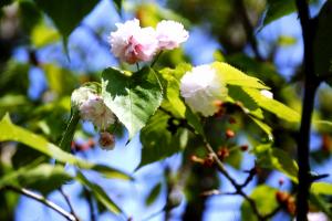 奈良の八重桜の画像２