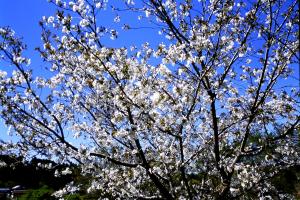 大島桜の画像２