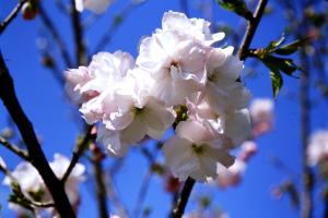 千原桜の画像１