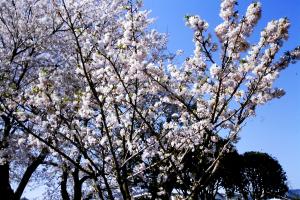 千原桜の画像２