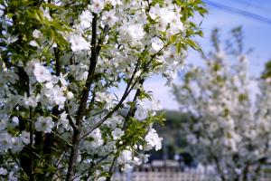 千原桜の画像３