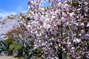 大沢桜の画像１