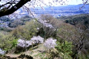 越の彼岸の画像２