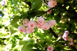兼六園菊桜の画像１