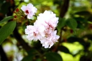 名島桜の画像