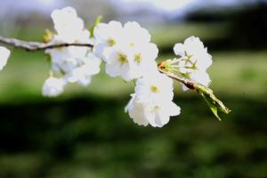 時宗桜の画像