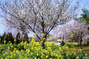 斉藤桜の画像