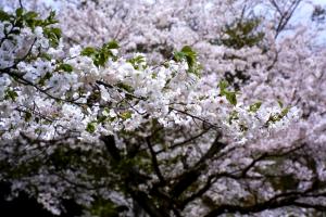 薄墨桜の画像