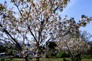 祇王寺祇女桜の画像