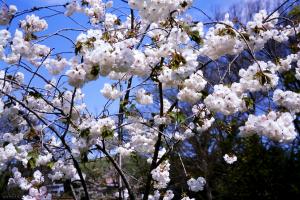 房桜の画像