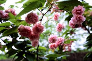 梅護寺数珠掛桜の画像