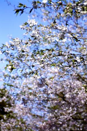 浪速桜の画像