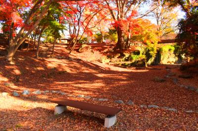 紅葉時期の画像