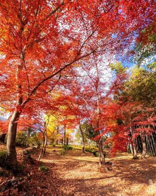 園内を彩る鮮やかな紅葉の写真