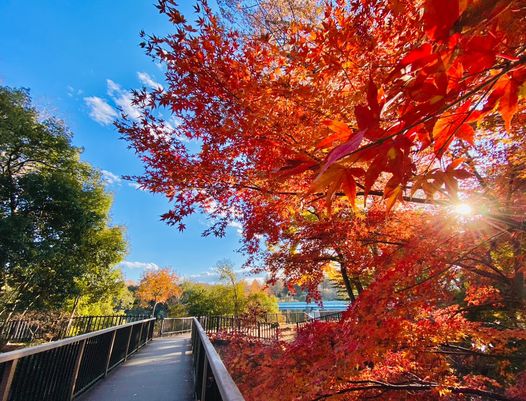 もみじ橋にかかる鮮やかな紅葉から太陽の光が差し込む写真